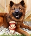 Hoggin' Dogs Ice Cream Mix - Bacon, Cup Size, 2.32 oz - 8HDBAC