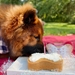 Dog Birthday Cake Kit- Pumpkin Cake Mix, Icing Mix, and One Candle  - BDKITPK