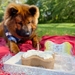 Dog Birthday Cake Kit- Banana Cake Mix, Icing Mix, and One Candle  - BDKITBN