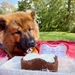 Dog Birthday Cake Kit- Carob Cake Mix, Icing Mix, and One Candle   - BDKITCB