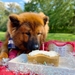 Dog Birthday Cake Kit- Peanut Butter Cake Mix, Icing Mix, and One Candle - BDKITPB