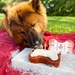 Dog Birthday Cake Kit- Red Velvet Cake Mix, Icing Mix, and One Candle  - BDKITRV